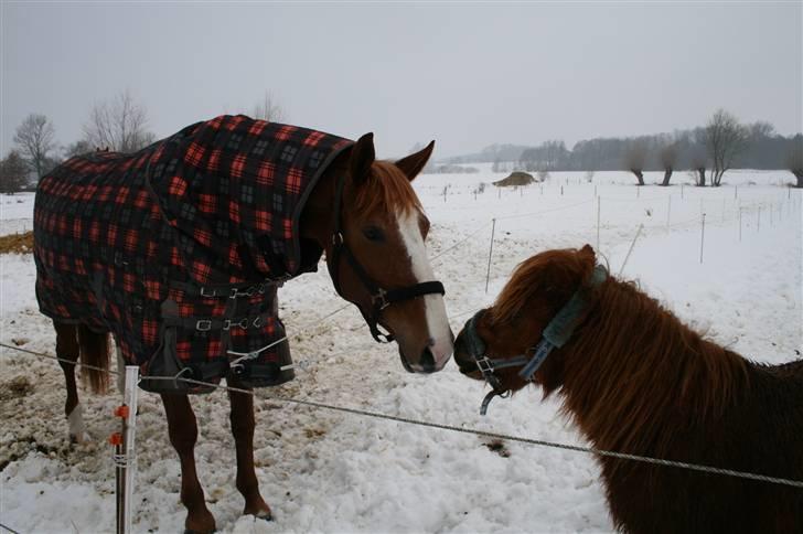 Shetlænder Hansen billede 2