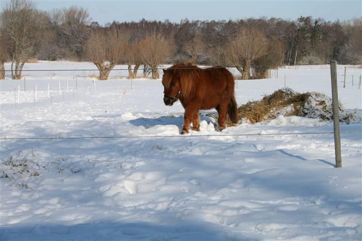 Shetlænder Hansen billede 3