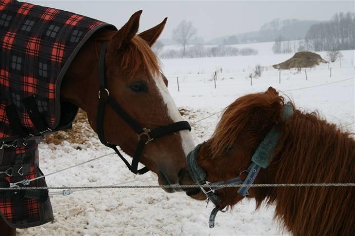 Shetlænder Hansen billede 4
