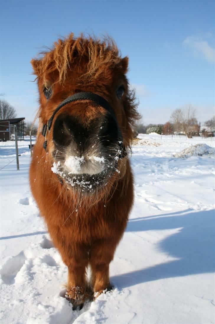 Shetlænder Hansen billede 5