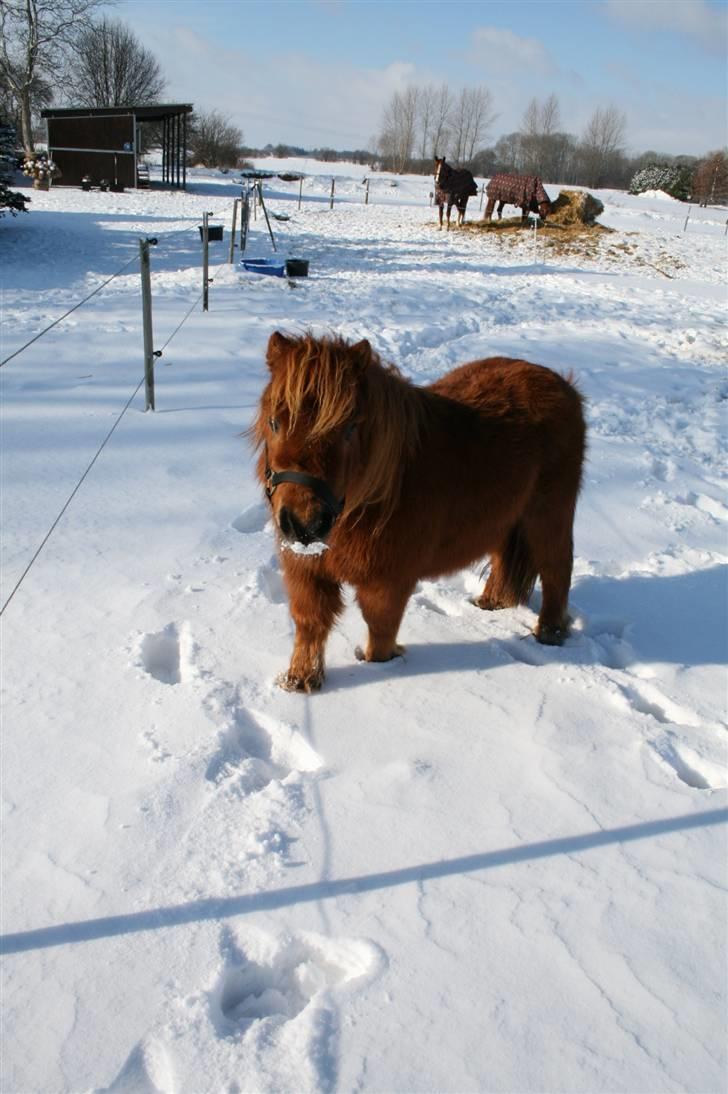 Shetlænder Hansen billede 6