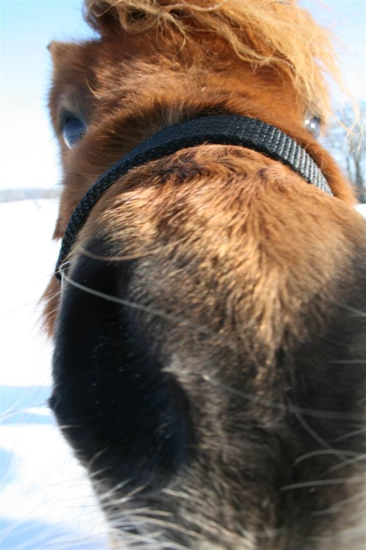 Shetlænder Hansen billede 7