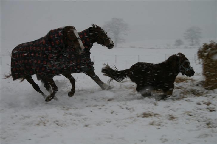 Shetlænder Hansen billede 8