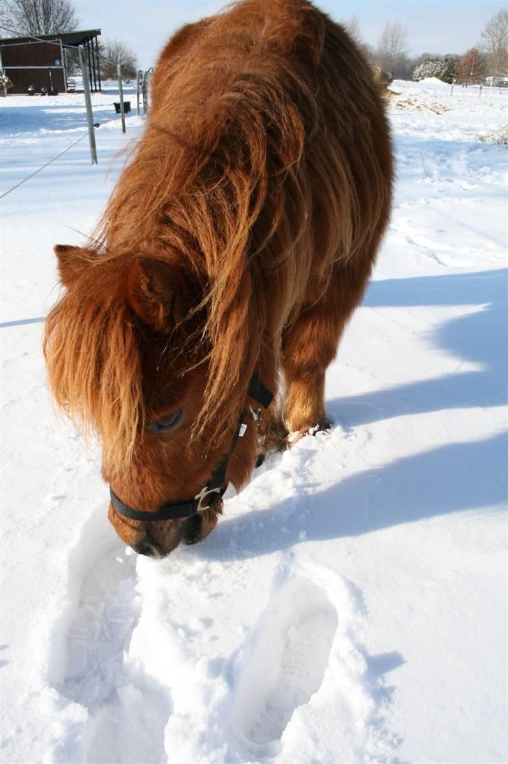 Shetlænder Hansen billede 9