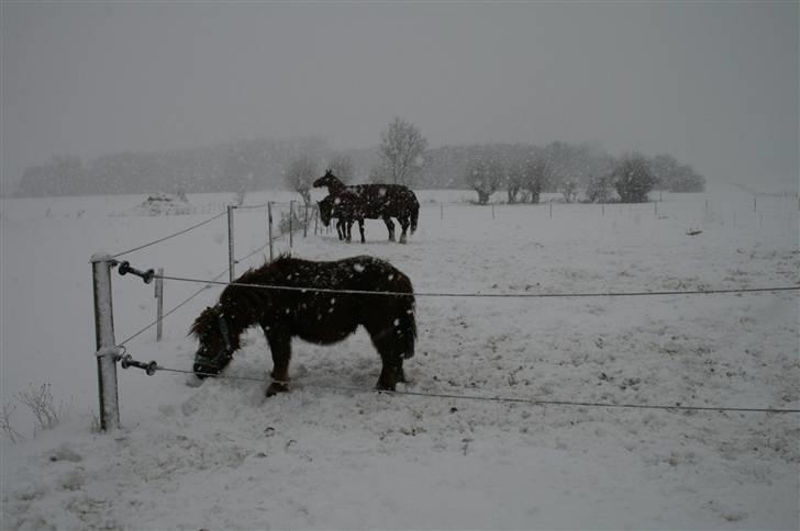 Shetlænder Hansen billede 10