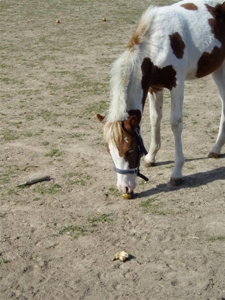 Pinto Svalebo's Batman-SOLGT billede 1