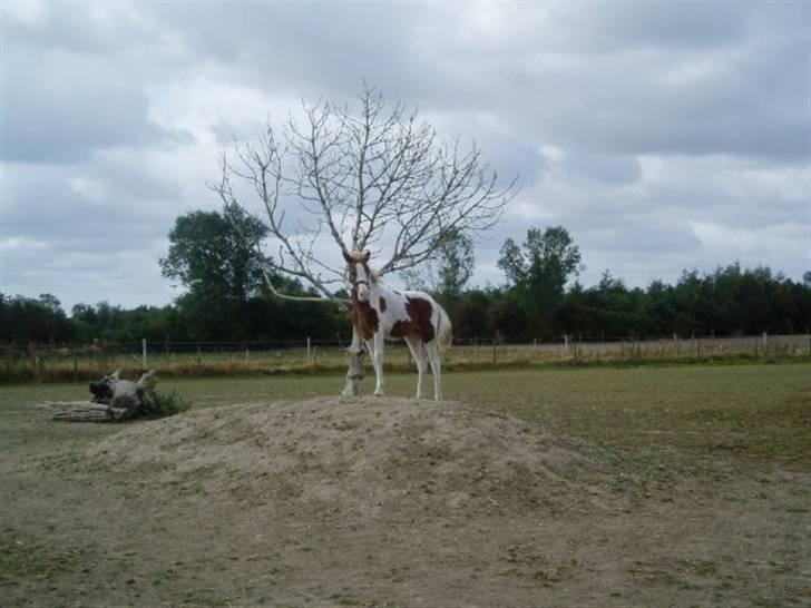 Pinto Svalebo's Batman-SOLGT billede 2