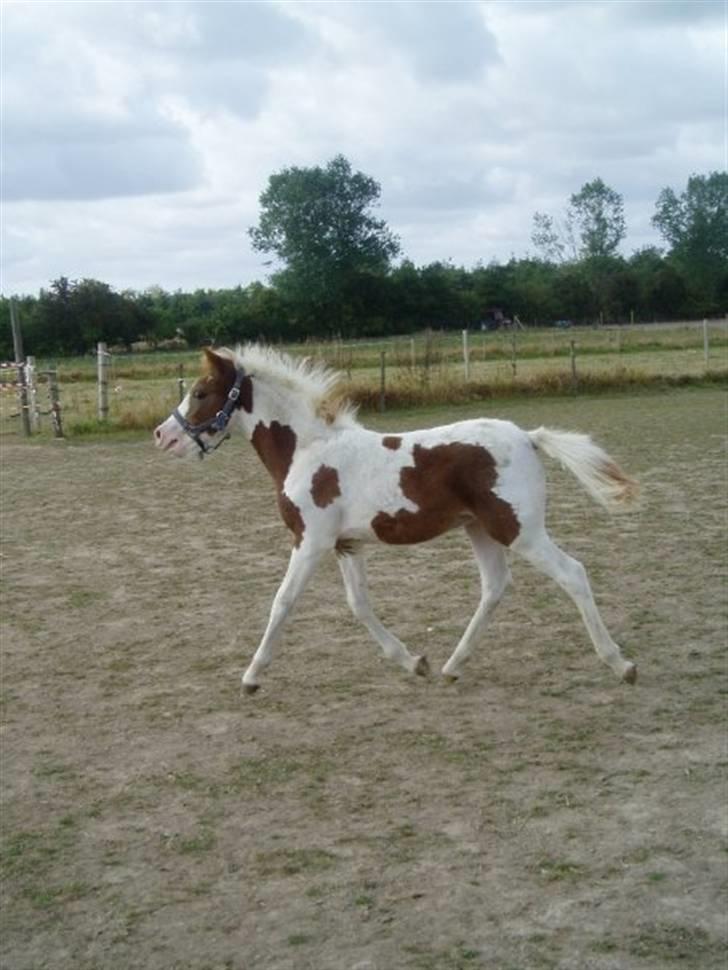 Pinto Svalebo's Batman-SOLGT billede 3