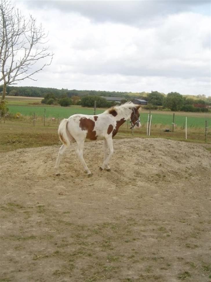 Pinto Svalebo's Batman-SOLGT billede 4