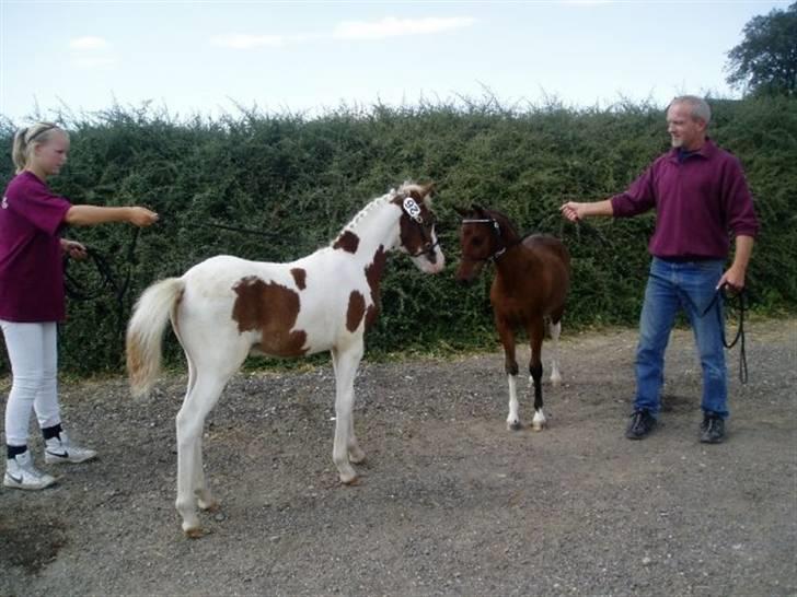 Pinto Svalebo's Batman-SOLGT billede 5