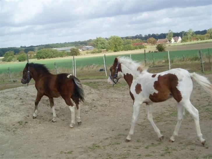 Pinto Svalebo's Batman-SOLGT billede 6