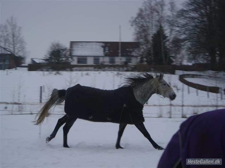 Dansk Varmblod Karisma (Komission) - Jubii, fuld gallop i det nye sne billede 19