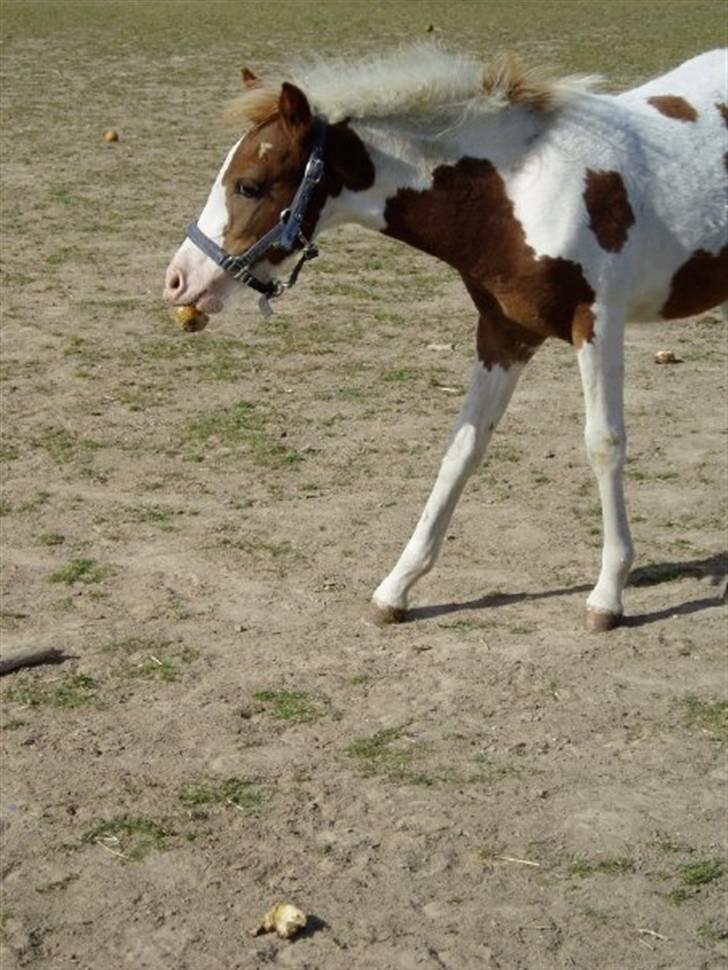 Pinto Svalebo's Batman-SOLGT billede 7