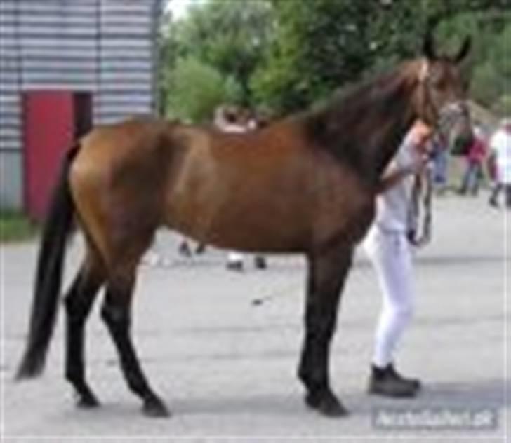 Dansk Varmblod Schuberts tinki vingi - også til kåring billede 3