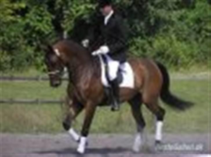 Dansk Varmblod Schuberts tinki vingi - også til kåring billede 4