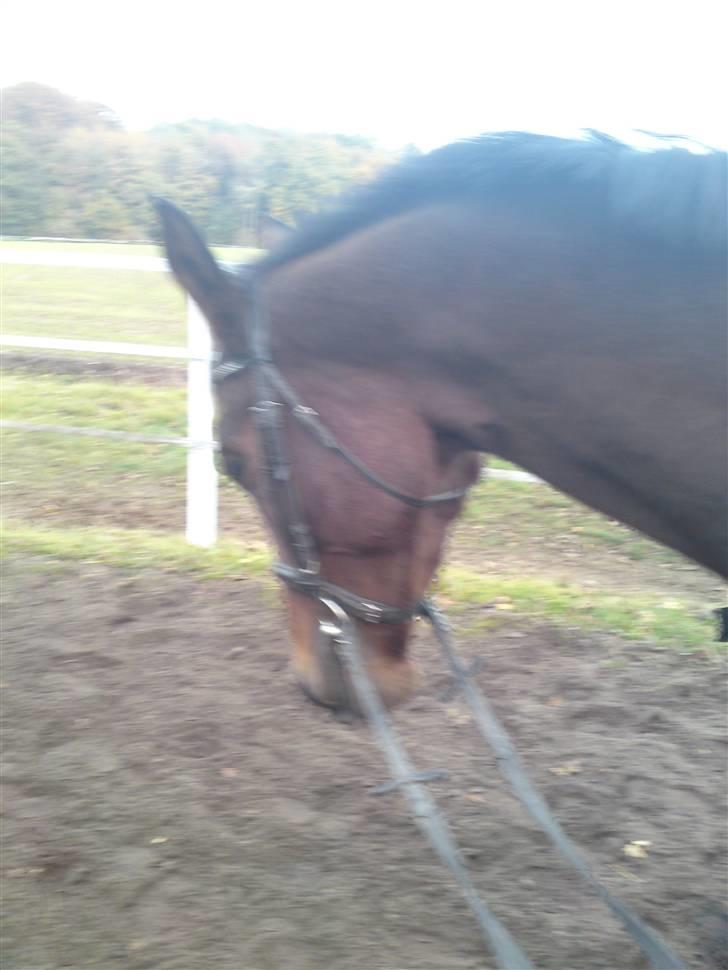 Dansk Varmblod Schuberts tinki vingi - da jeg lige havde fået hende hjem billede 5