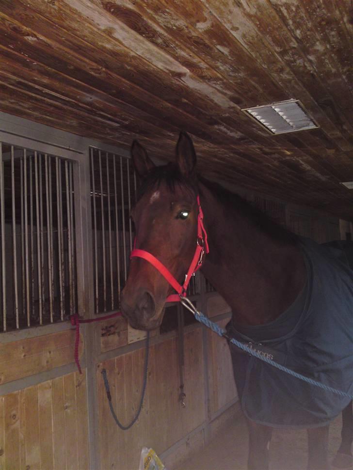 Dansk Varmblod Schuberts tinki vingi - lige kommet hjem med hende billede 6