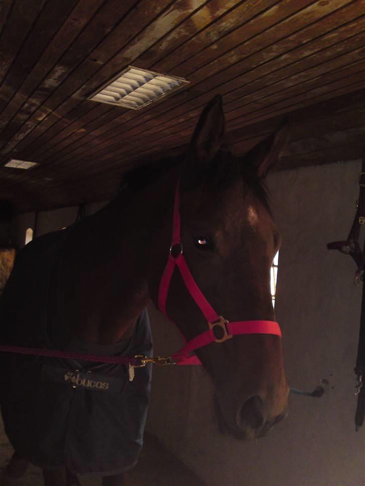 Dansk Varmblod Schuberts tinki vingi billede 7