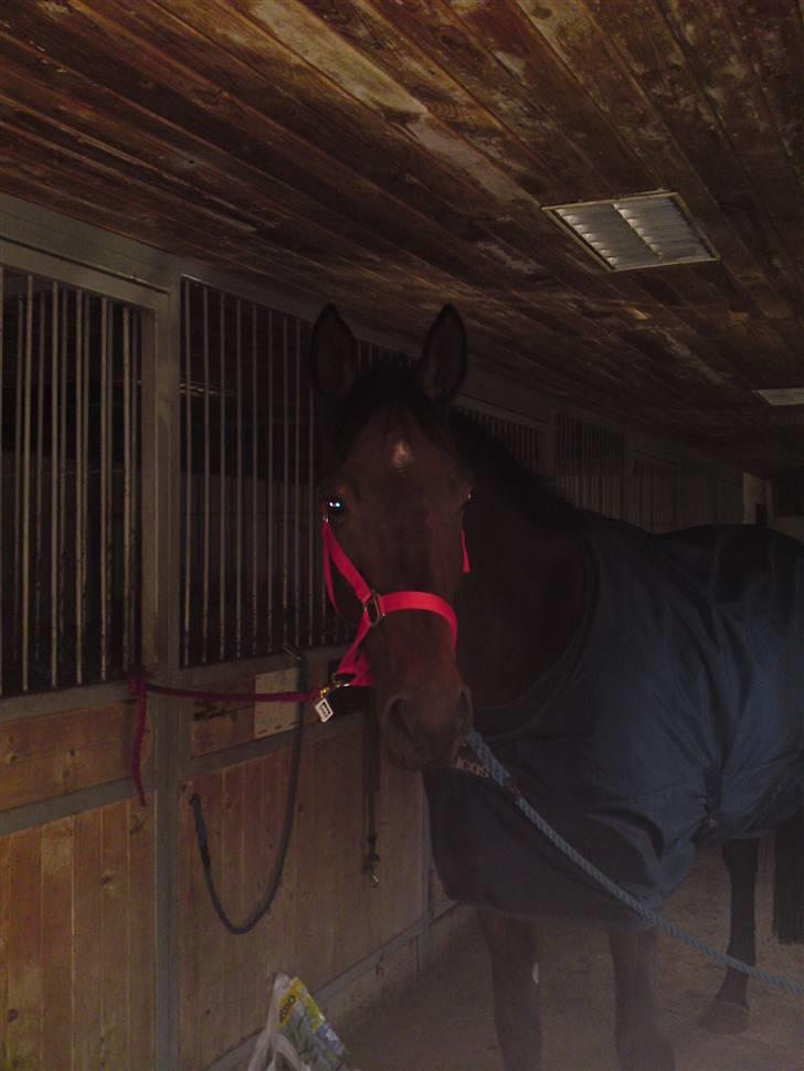 Dansk Varmblod Schuberts tinki vingi billede 8