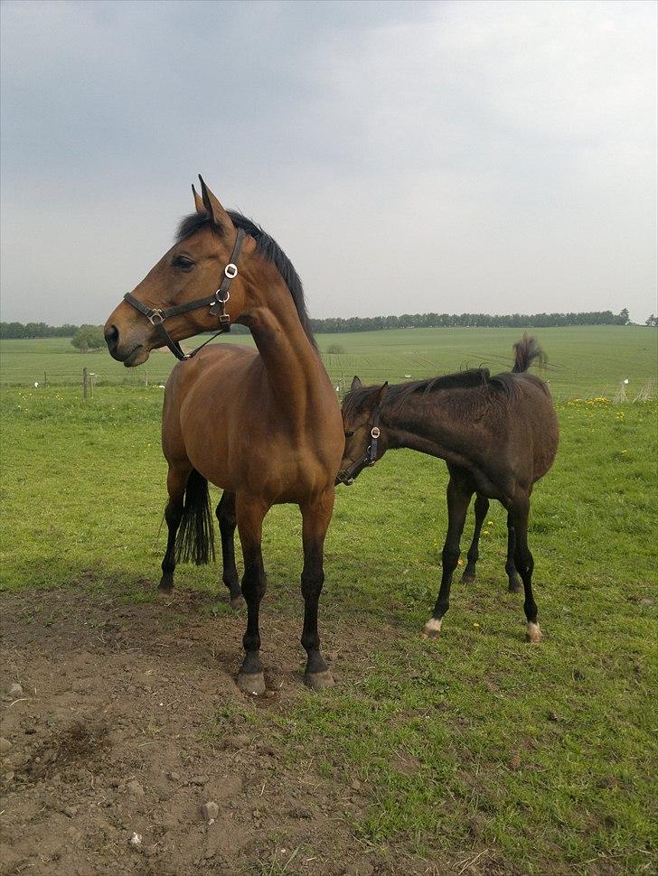 Dansk Varmblod Schuberts tinki vingi - Kigger efter drengene på folden ved siden af, de er nu dejlige 6 maj 2011 billede 1