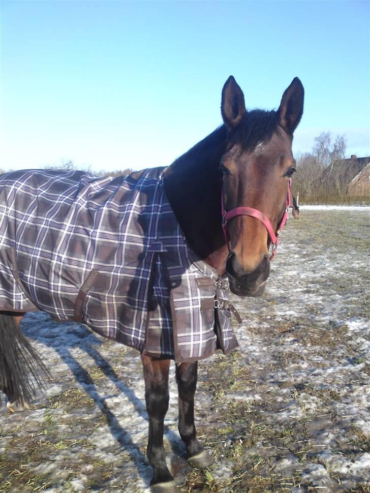 Dansk Varmblod Schuberts tinki vingi - et sne billed af hende billede 9