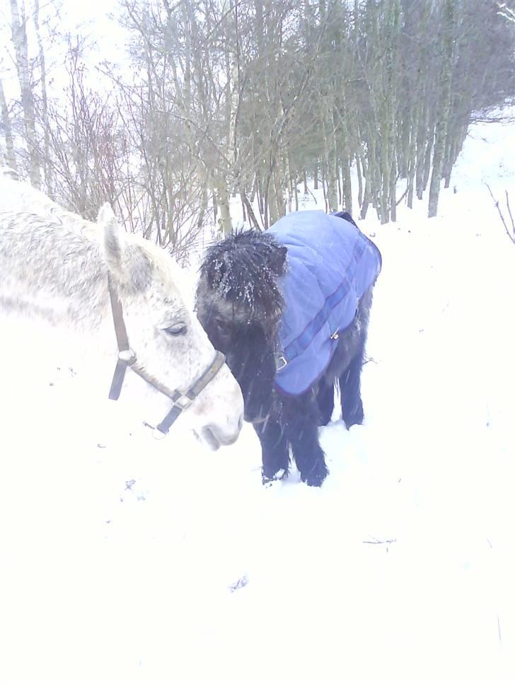 Shetlænder laban billede 19