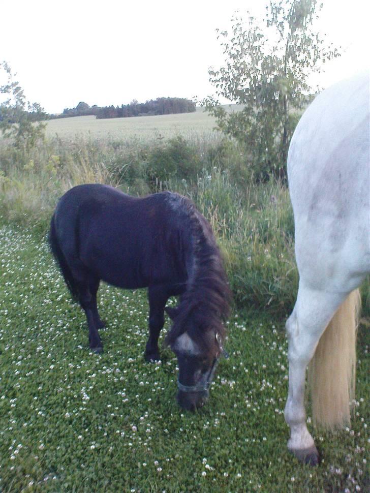 Shetlænder laban billede 20