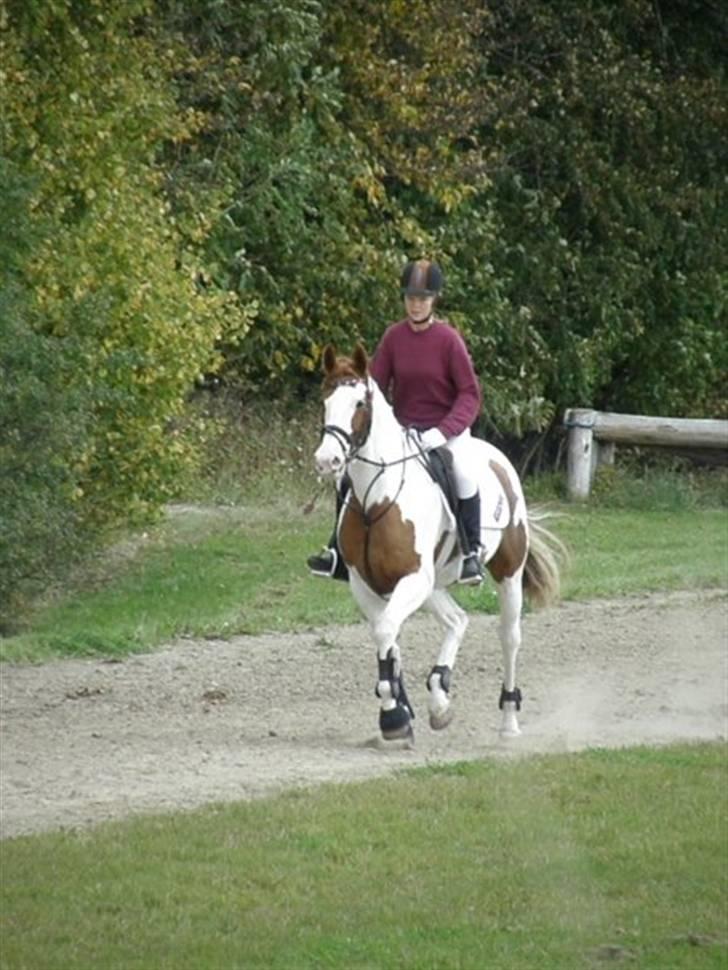 Pinto Marott's Mercurial Paide - på udholdenhed til materialprøve billede 3