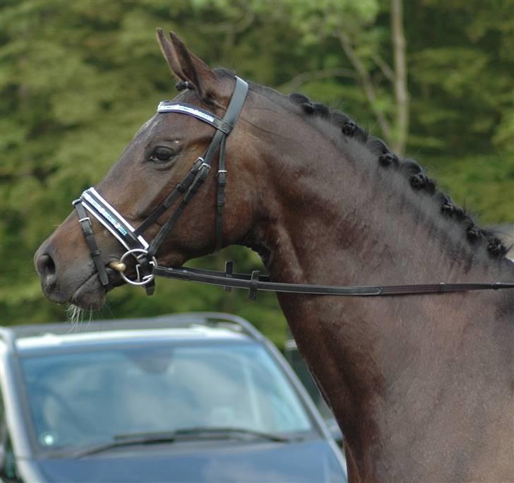 Dansk Varmblod Vejlgårds Casco billede 16