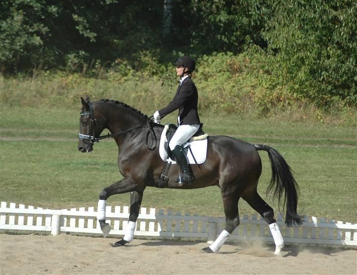 Dansk Varmblod Vejlgårds Casco billede 17