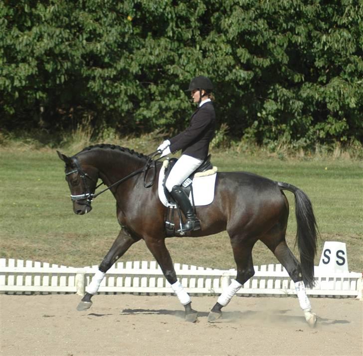 Dansk Varmblod Vejlgårds Casco billede 18