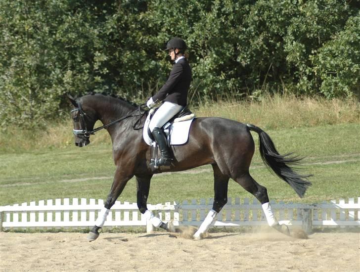 Dansk Varmblod Vejlgårds Casco billede 19