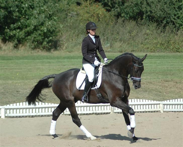 Dansk Varmblod Vejlgårds Casco billede 20