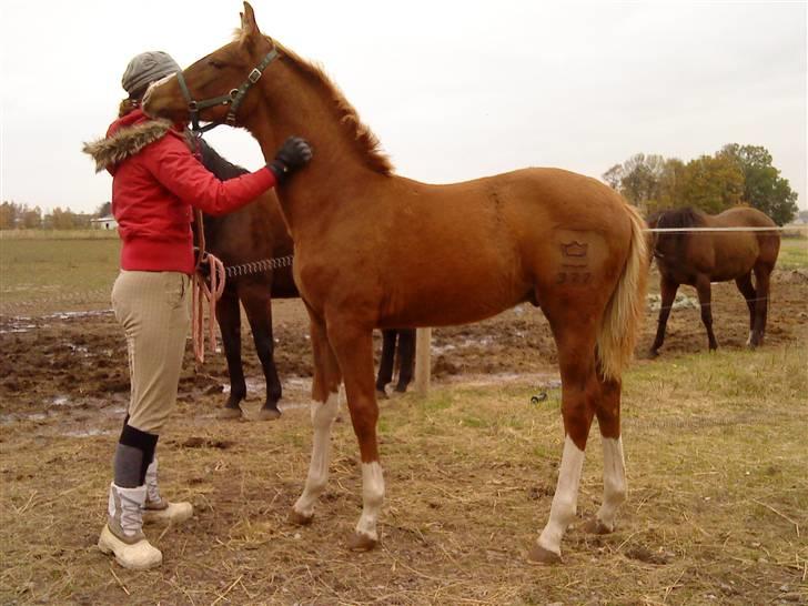 Dansk Varmblod Borregaards Camilo billede 1