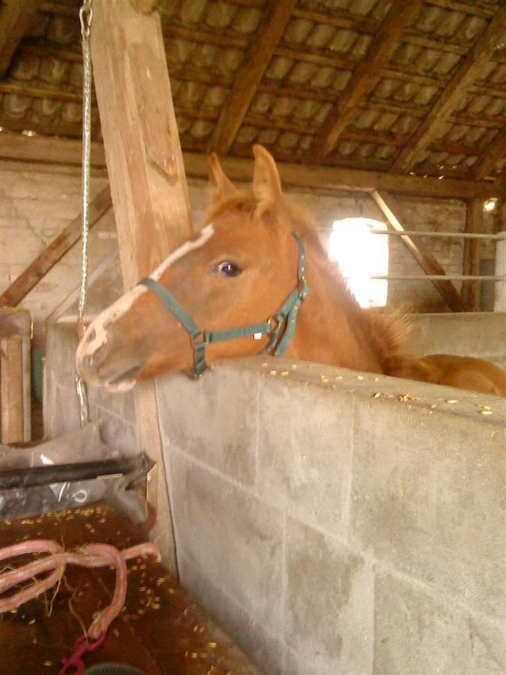 Dansk Varmblod Borregaards Camilo billede 2