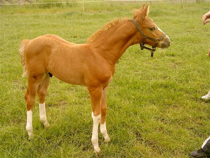 Dansk Varmblod Borregaards Camilo billede 3