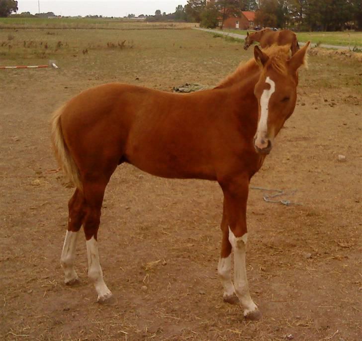 Dansk Varmblod Borregaards Camilo billede 4