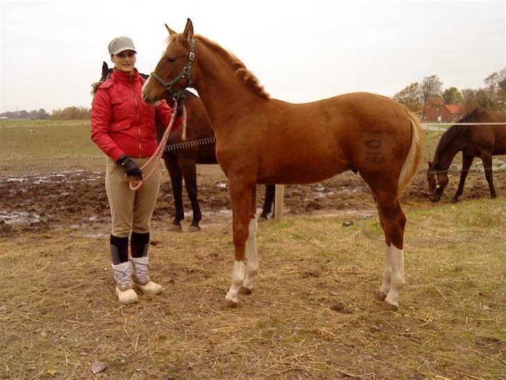 Dansk Varmblod Borregaards Camilo billede 5