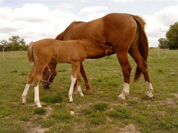 Dansk Varmblod Borregaards Camilo billede 6