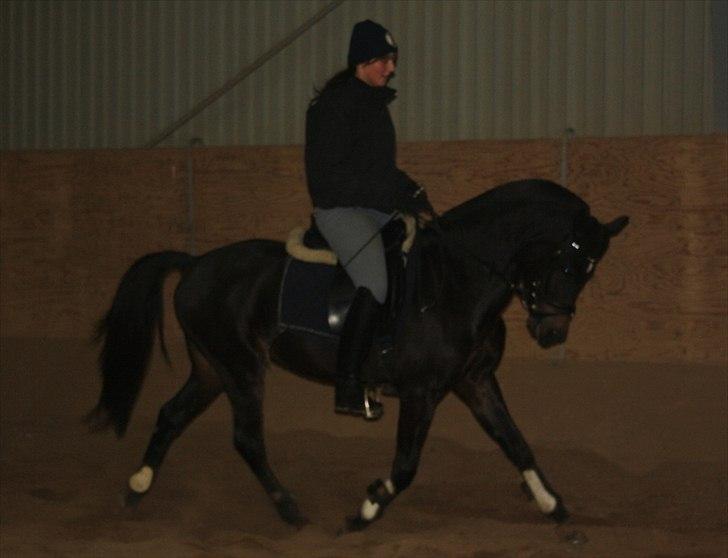 New Forest LØGTHOLT'S BASTIAN billede 1