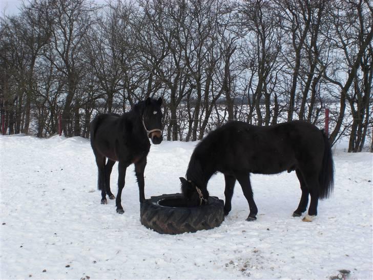 New Forest LØGTHOLT'S BASTIAN billede 2