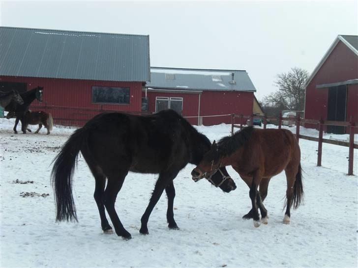 New Forest LØGTHOLT'S BASTIAN billede 3