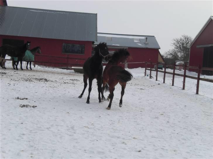 New Forest LØGTHOLT'S BASTIAN billede 4