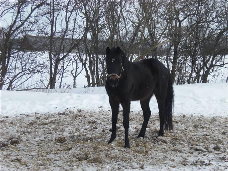 New Forest LØGTHOLT'S BASTIAN billede 5