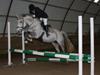Dansk Varmblod Ny Quilinde Marie DeRoyal [Tidl. hest]