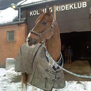 Hollandsk Sportspony Divino Van Stal Romano