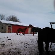 Frieser Amarinske R    (Solgt)