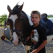 Pinto bækgårds heyoka 