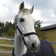 Anden særlig race Nicole[himmelhest]