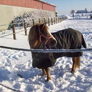 Anden særlig race dixie 